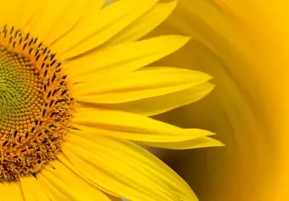 Vibrant Sunflower Macro: Golden Petals and Intricate Details