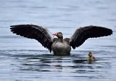 Majestic Goose Spreads Wings, Guiding Its Chick on Water