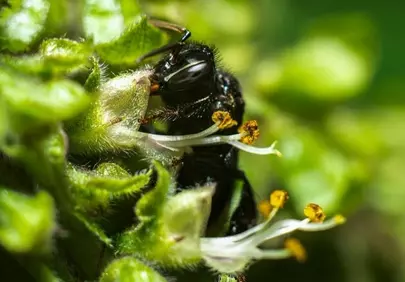 Stunning Macro: Wasp Pollinating Lush Green Flowers