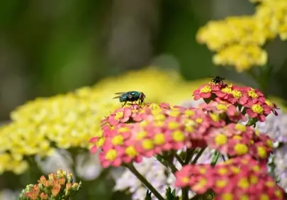 Vibrant Bloom: A Blowfly's Colorful Feast