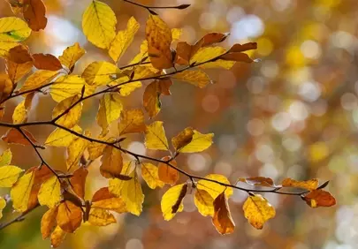 Vibrant Autumn Foliage: Golden Leaves in Nature's Embrace