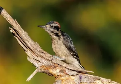Stunning Woodpecker: A Detailed Wildlife Portrait in Nature