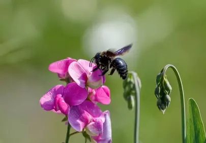 Vibrant Carpenter Bee Pollinating Pink Pea Flower