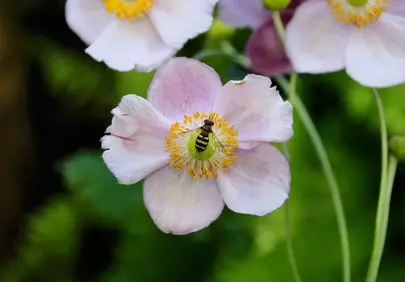 Vibrant Macro: Hoverfly Pollinating Pink Anemone