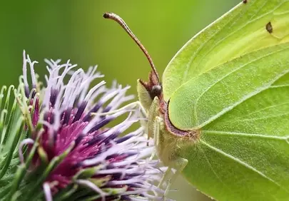 Vibrant Macro: Green Butterfly on Thistle Bloom