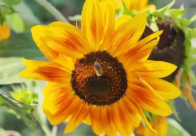 Vibrant Sunflower Blooms with Busy Bee Pollination