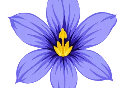 Vibrant Blue-Eyed Grass: A Symphony of Purple and Gold