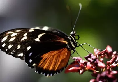 Stunning Macro: Butterfly Elegance on Vibrant Bloom