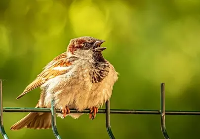 Charming Sparrow Sings: Nature's Melody in Sunlight