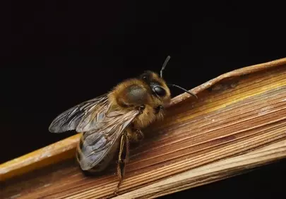 Stunning Macro: Golden Bee Resting on Textured Branch