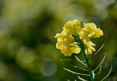 Vibrant Yellow Wild Mustard Blooms in Spring Sunlight