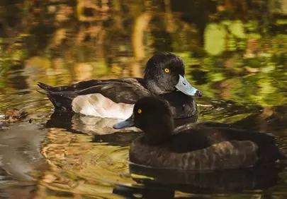 Stunning Tufted Ducks: Autumn Serenity on the Water