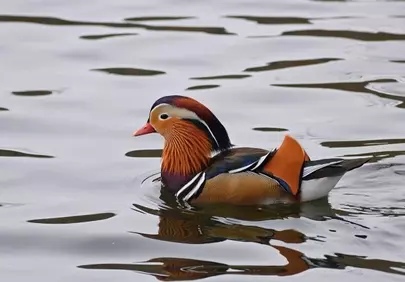 Vibrant Mandarin Duck Gliding Peacefully on Serene Waters