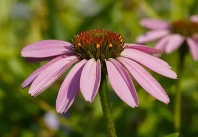 Vibrant Pink Coneflower Bloom: Summer Garden's Natural Beauty