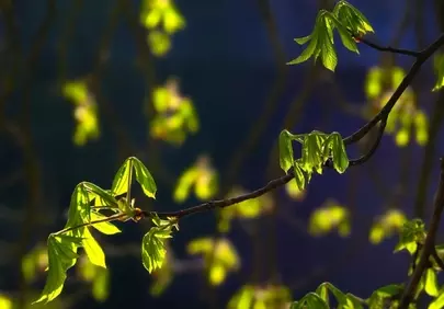 Vibrant Green Leaves Glowing in Atmospheric Night