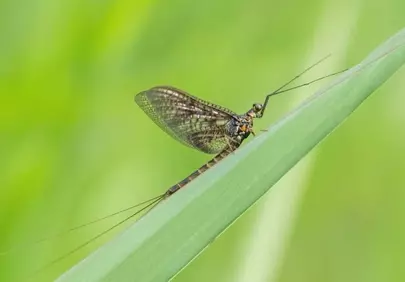 Stunning Macro Mayfly: Delicate Wings on Green