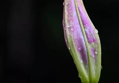 Enchanting Lily Bud: Nature's Delicate Raindrop Embrace