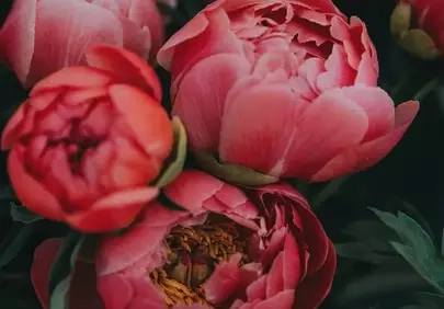 Vibrant Pink Peonies: A Symphony of Springtime Beauty