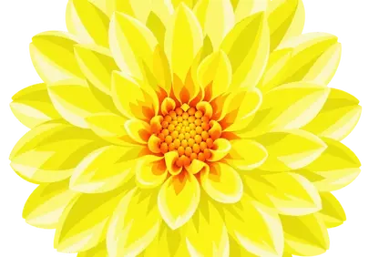 Vibrant Yellow Dahlia: A Botanical Illustration of Summer Beauty