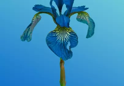 Vibrant Blue Iris Blooms Against Azure Sky