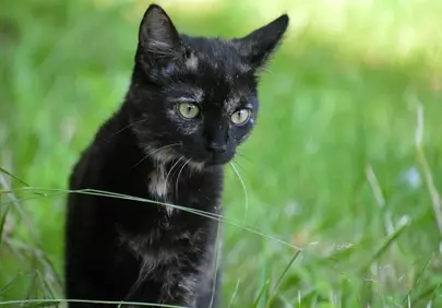 Enchanting Tortoiseshell Kitten: Curious Eyes in Green Grass