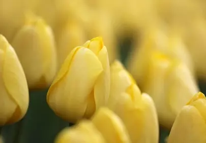 Vibrant Yellow Tulips: Spring's Golden Embrace