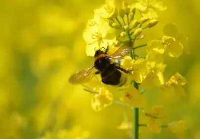 Vibrant Bumblebee on Golden Rapeseed Field