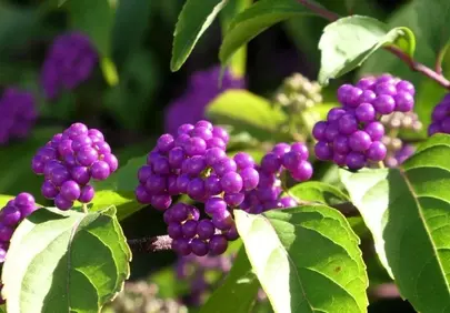 Vibrant Purple Beautyberries: A Striking Autumn Display