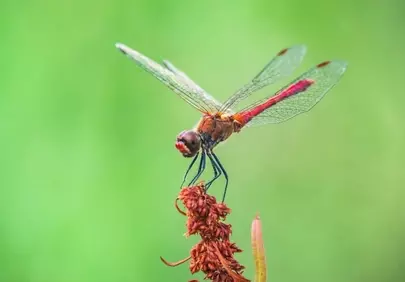 Vibrant Red Dragonfly Perched on a Plant in Nature