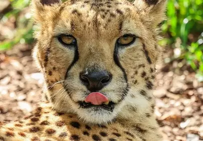 Captivating Cheetah: A Close-Up of Nature's Apex Predator
