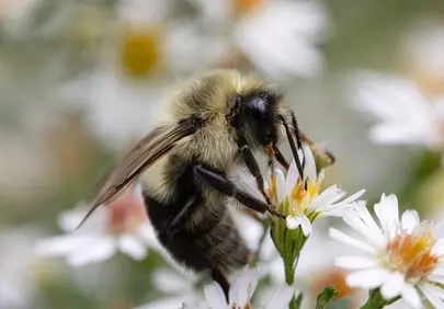 Breathtaking Macro: Bumblebee on White Aster