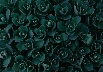 Enchanting Green Succulent Textures: A Botanical Tapestry