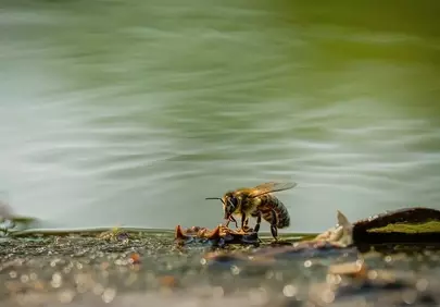 Stunning Macro: Honeybee Drinking by Tranquil Lake