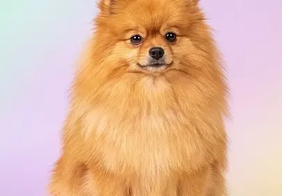 Charming Fluffy Pomeranian: A Dreamy Portrait