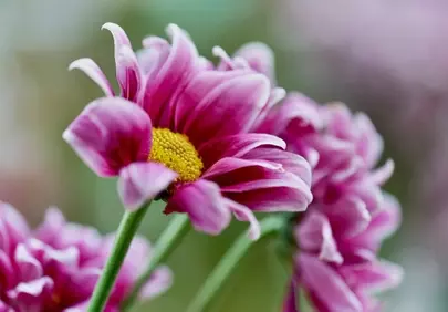 Vibrant Pink Daisies: Nature's Macro Beauty
