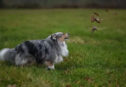 Majestic Shetland Shepherd: Blue Merle Coat in Autumn Play