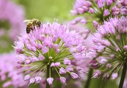 Vibrant Purple Wildflower: A Bee's Nectar Oasis