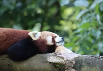 Adorable Red Panda Napping Peacefully on a Forest Tree Trunk