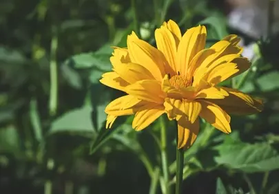 Vibrant Yellow Bloom: A Garden's Summer Radiance