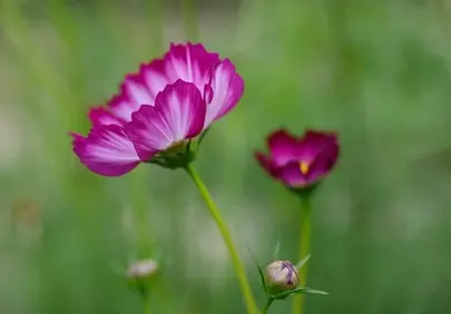 Vibrant Cosmos Blooms: A Symphony of Pink in Summer