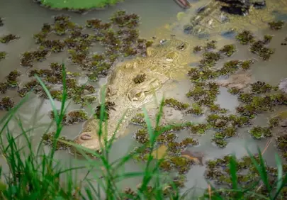 Stealthy Predator: Crocodile Perfectly Camouflaged in Murky Wetlands