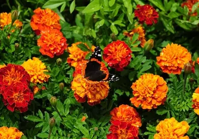 Vibrant Summer Bloom: Butterfly on Marigolds