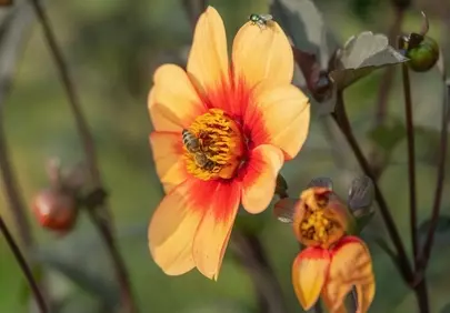 Vibrant Dahlia with Buzzing Bee: A Close-Up of Nature's Harmony