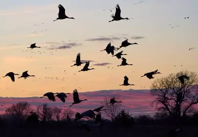 Breathtaking Sandhill Cranes Silhouette Soaring at Sunset