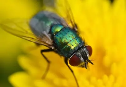 Vibrant Macro: Jewel-Toned Fly on Dandelion