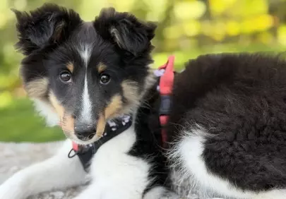 Adorable Shetland Sheepdog Puppy: A Glimpse of Pure Joy