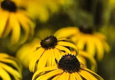 Vibrant Summer Black-Eyed Susans in Golden Sunlight