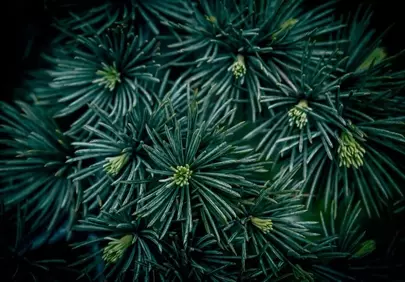 Vibrant Evergreen Needles: A Close-Up of Nature's Detail