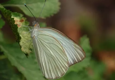 Stunning White Butterfly Macro: Delicate Wings in Nature's Embrace