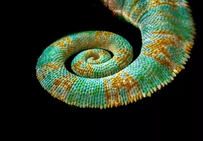 Mesmerizing Chameleon Tail: Nature's Spiral Masterpiece